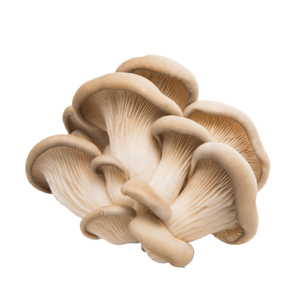 Mushroom Products